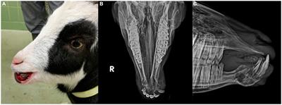 Case report: Giant cell tumor of bone in the mandible of a goat—diagnostics, surgical treatment, and outcome